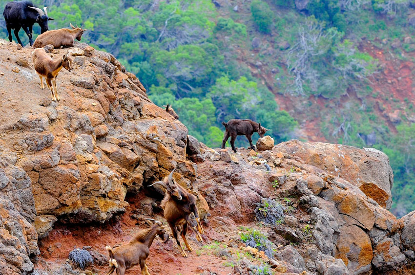 Kalalau Goats