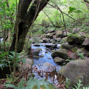 Rebecca Riggins - Kalalau Trail