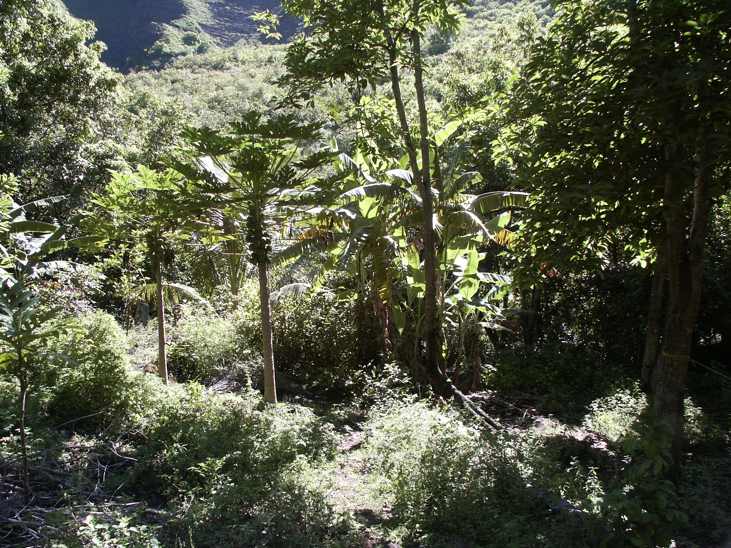 Body found in Kalalau Valley identified