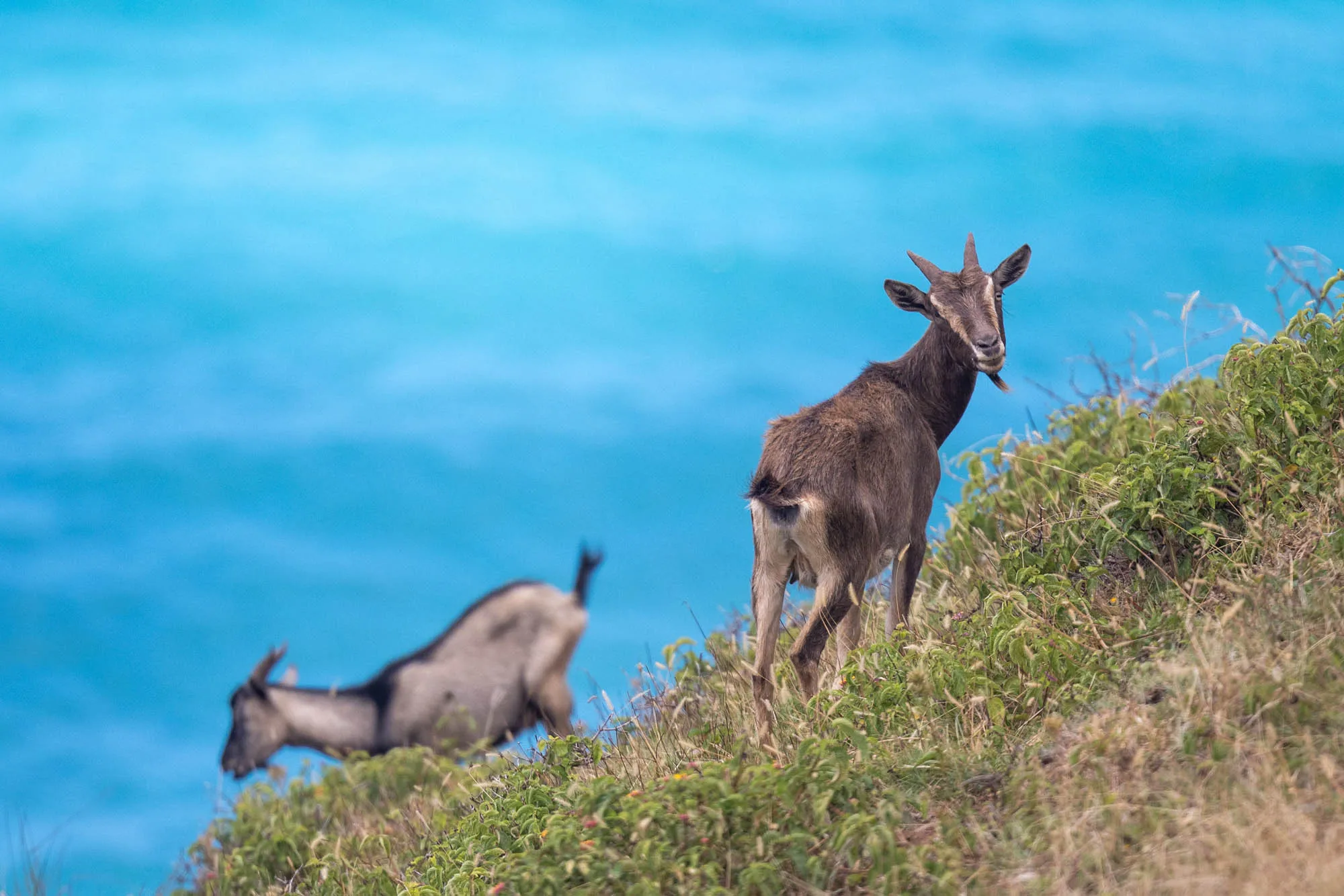 Kalalau-138 Goats and Pigs are often seen around the trail